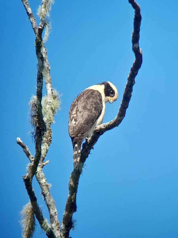 Sendero De Las Aves Mindo Εξωτερικό φωτογραφία