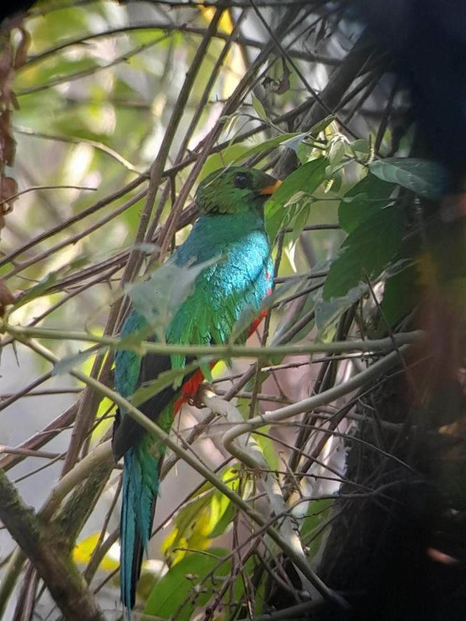 Sendero De Las Aves Mindo Εξωτερικό φωτογραφία