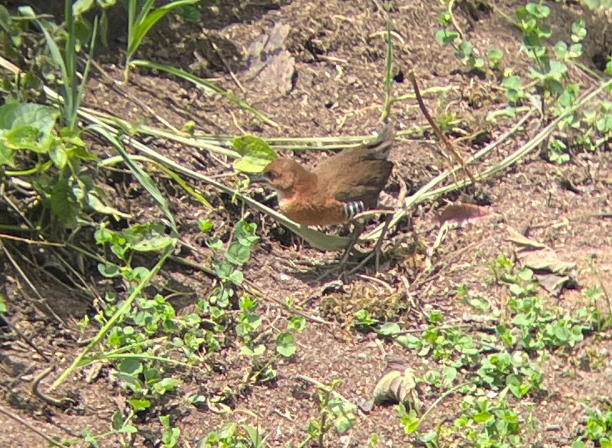 Sendero De Las Aves Mindo Εξωτερικό φωτογραφία