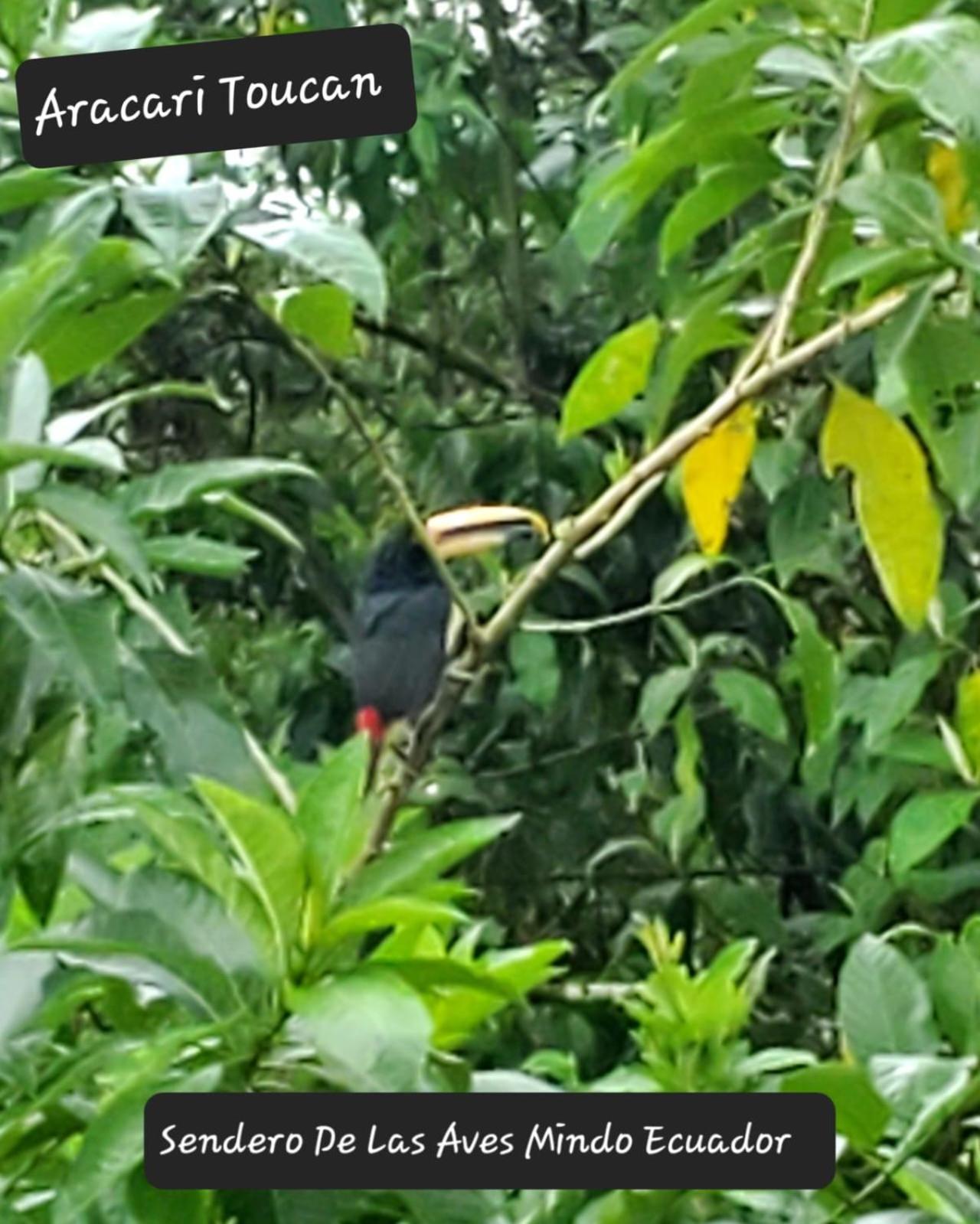 Sendero De Las Aves Mindo Εξωτερικό φωτογραφία