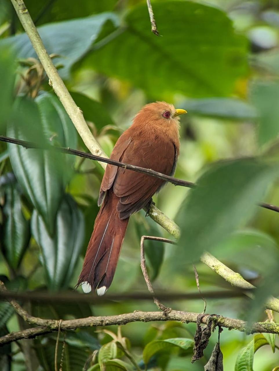 Sendero De Las Aves Mindo Εξωτερικό φωτογραφία